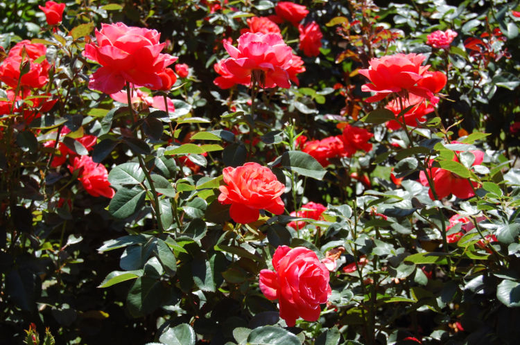 Portland Rose Garden